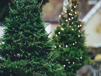 christmas-tree